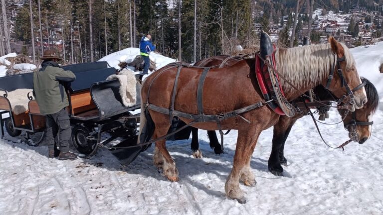 Foto con due cavalli che trasportano la slitta sulla neve.